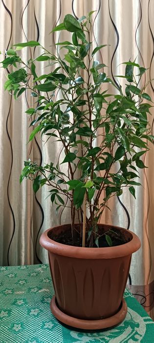 Продам фикус Бенджамина