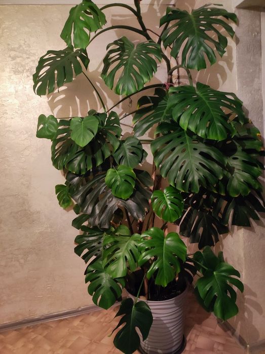 Продам растение .