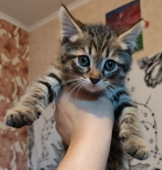Отдам котят в добрые руки