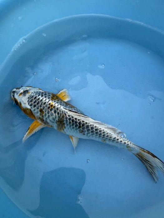 Японский карп коя