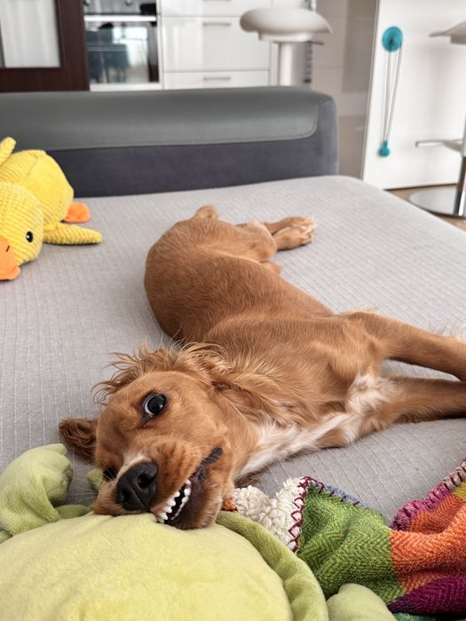 Кокер шпаньол на 10 месеца