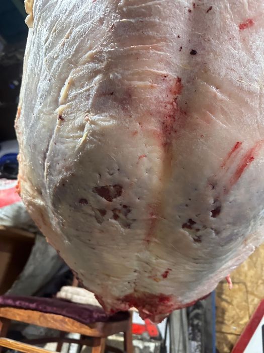 Семіз байталдар бар