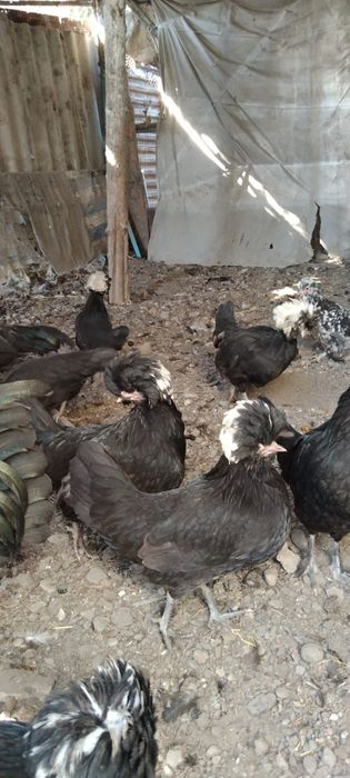 Продаются хохлатые цыплята