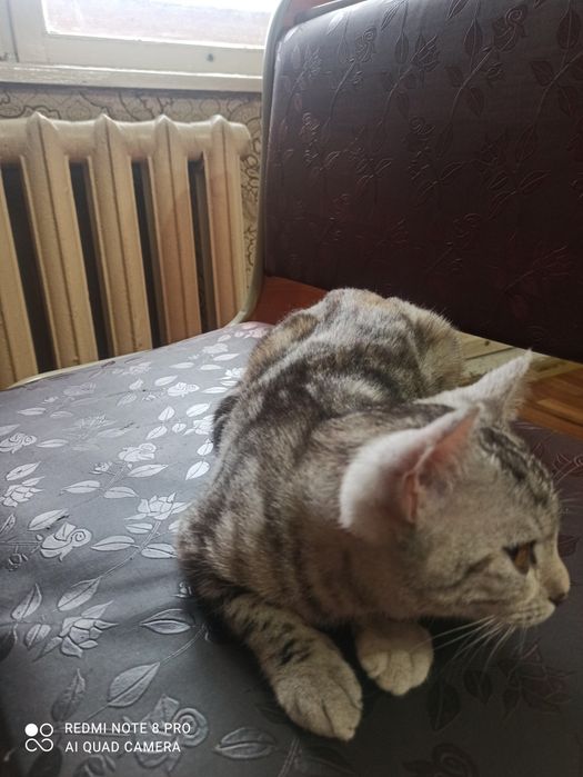 Котёнок Мая, 6 месяца.