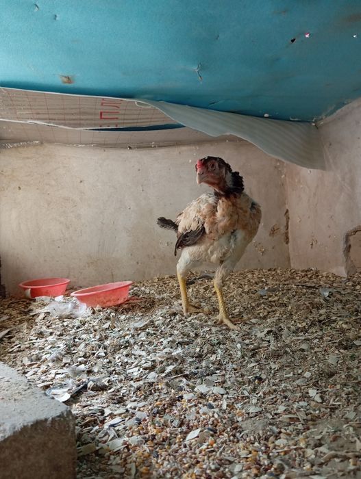 Dakan tovuq zoti kares