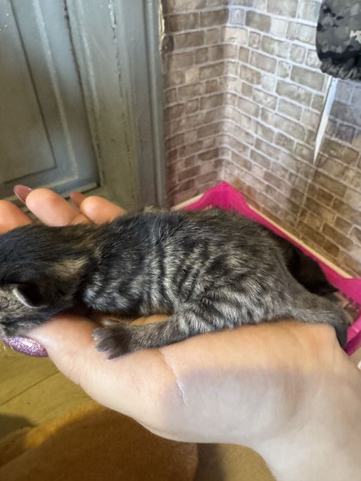 Продам шотландских котят