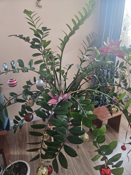 Цветы домашние продам