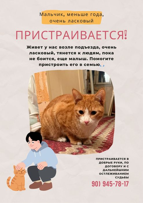 Кот мальчик рыжий