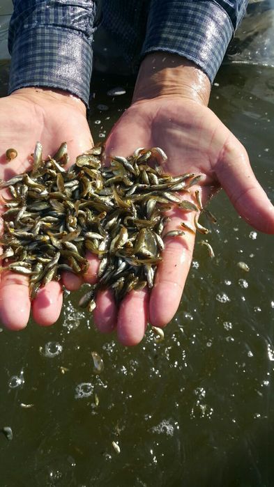 Балик малёк семечка