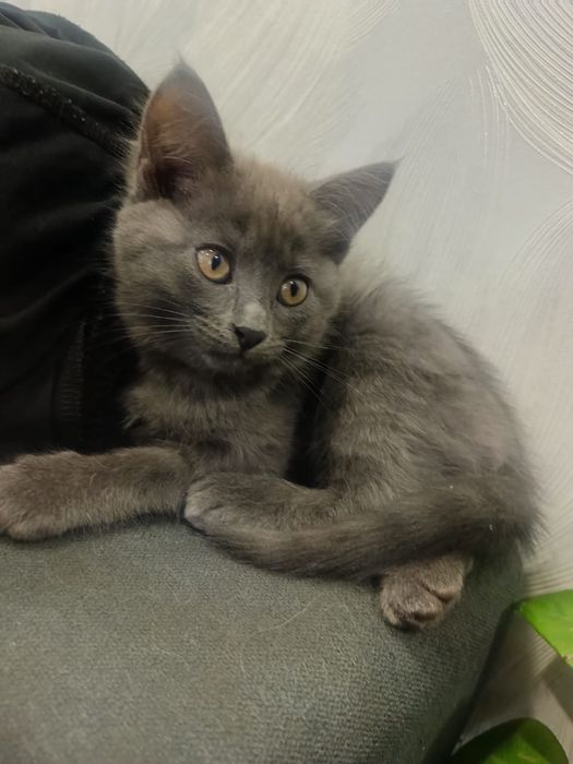 Отдам даром -две девочки