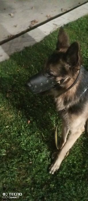 Кабель немецкой  овчарки  2 года клубный с родословной ищет девочку