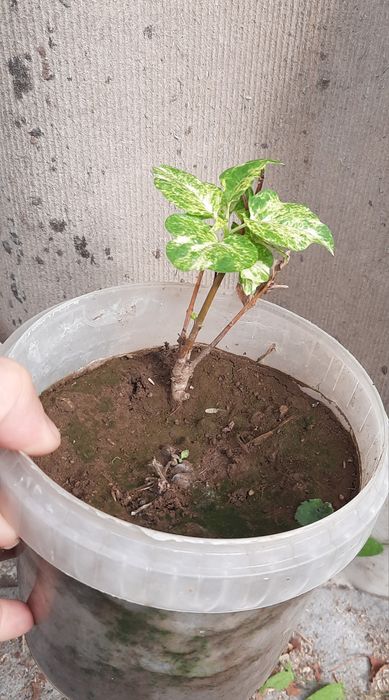 Продам сирень вариегатную