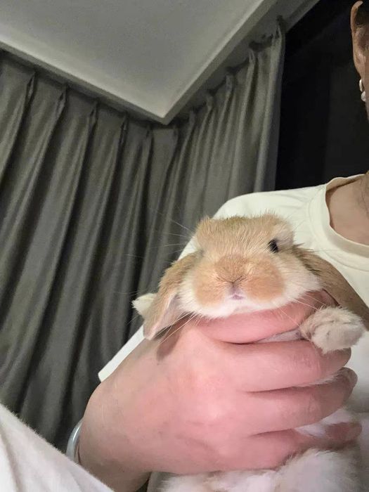 O'smaydigan quyonchalar