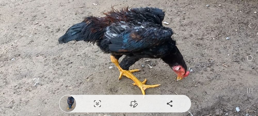 Ко шамо/ кореец полноценный петушок