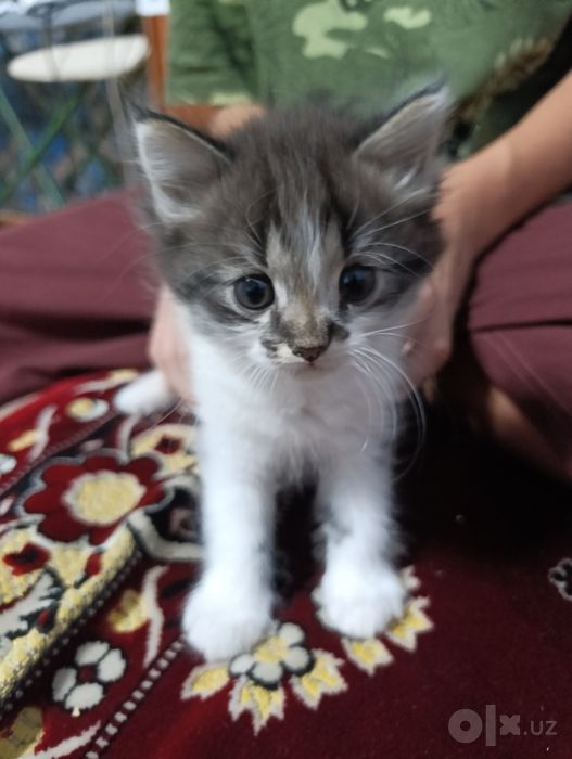 Котята ищут мам и пап)