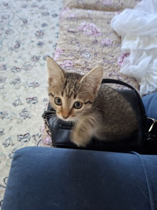 Котенок 2 месяца отдам