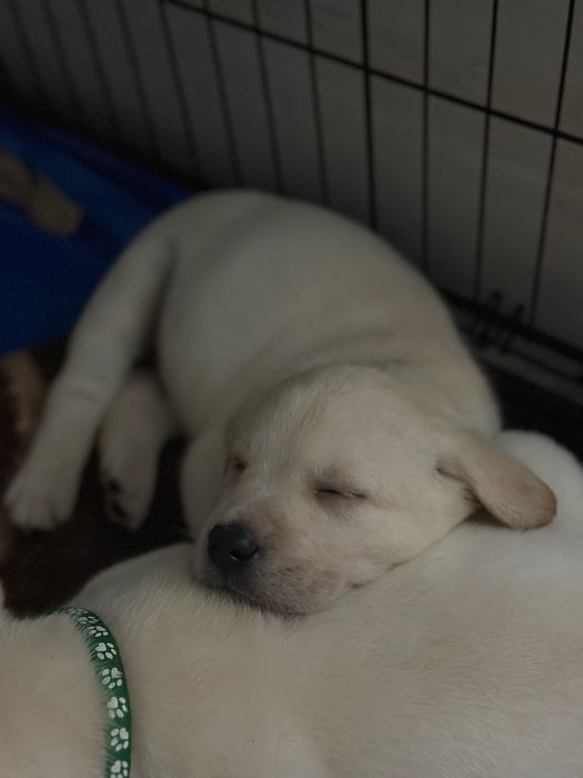 Лабрадор ретривер