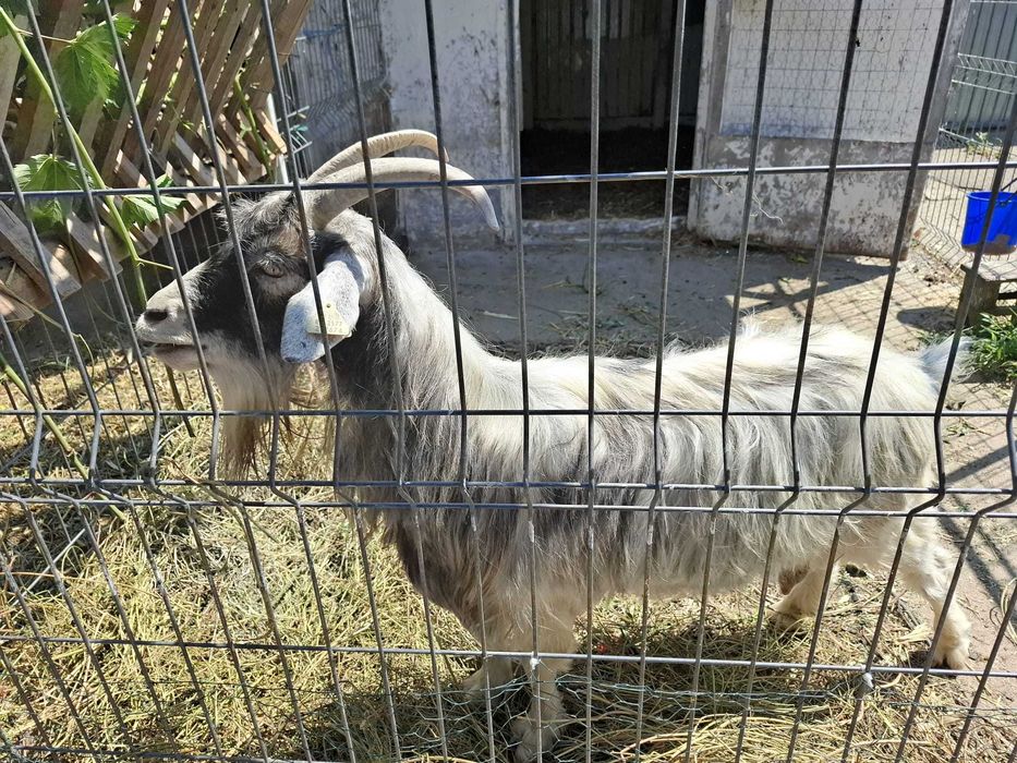 Vand 2 capre- una cu lapte