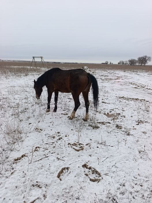 3жасар байтал каны бар