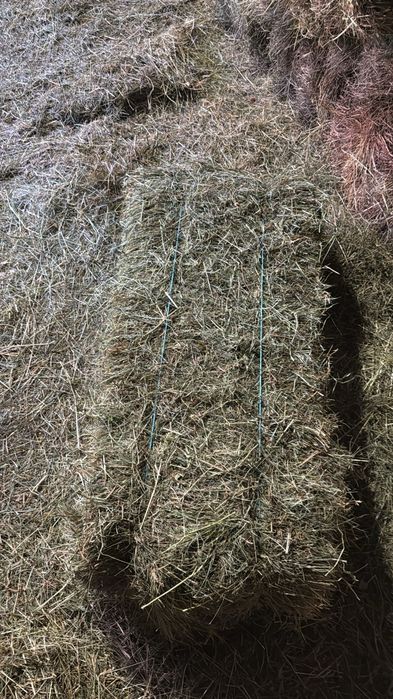 Fan și otavă de vânzare