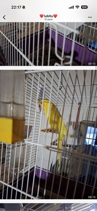 Vand papagal Micul Alexandru