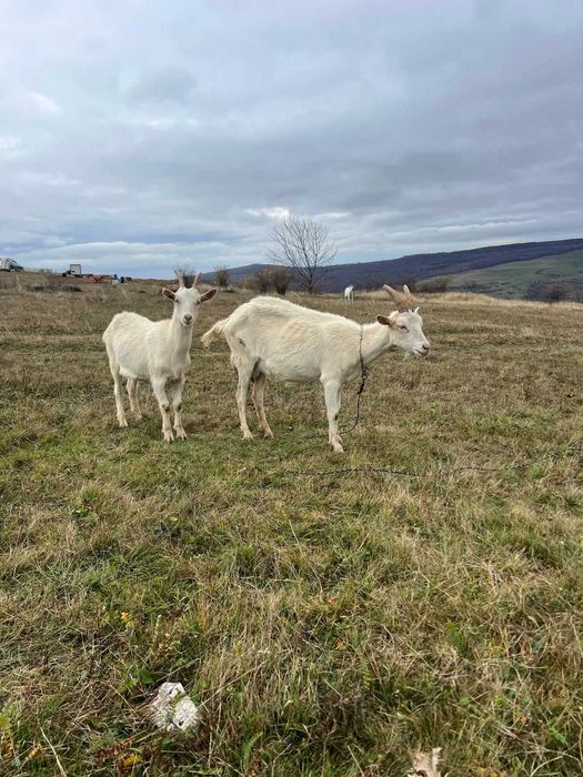 Vânzare capre Pistru Farm Deleni