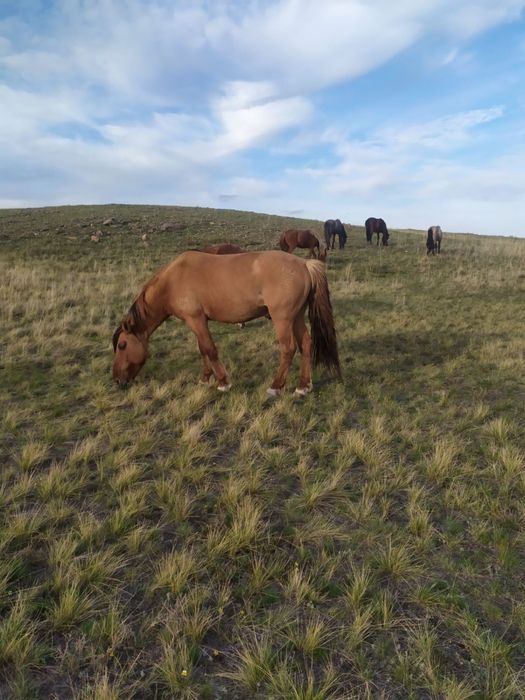 Продается Айгыр