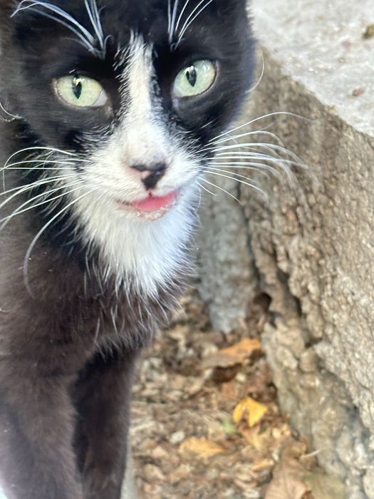 Котик живет во дворе