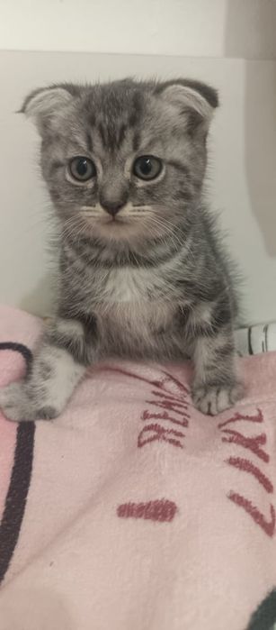 Котята от Шотландской кошки