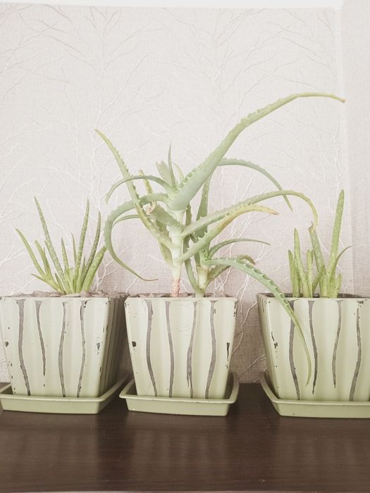 Цветы комнатные  продам