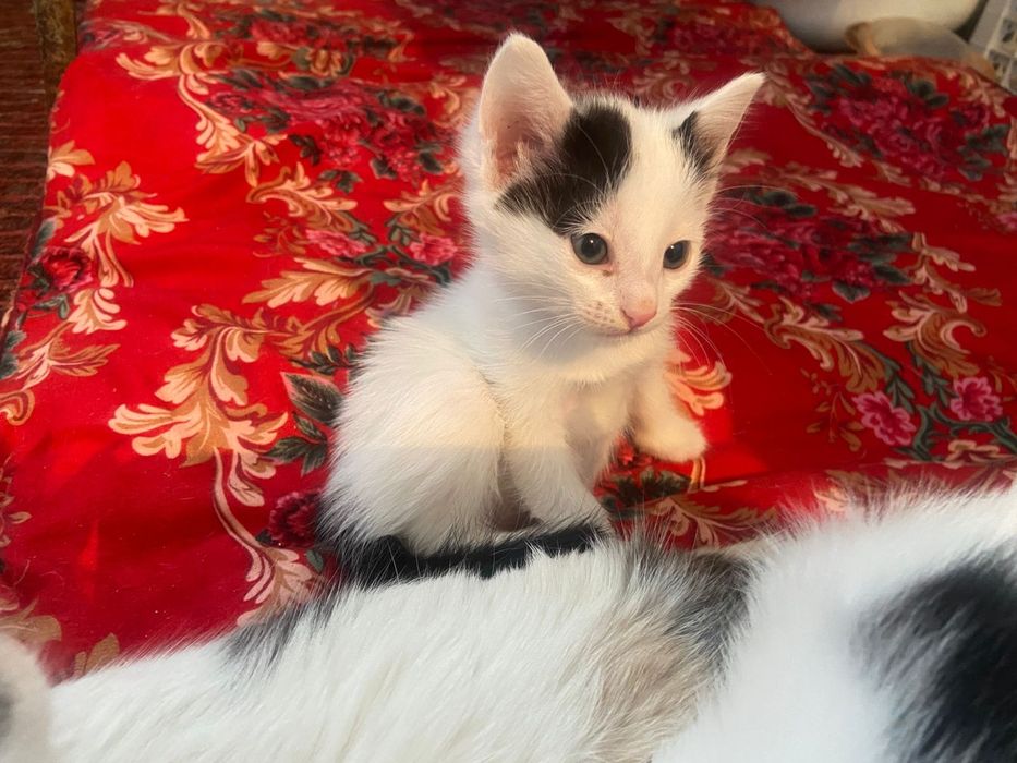 Котята в добрые руки !