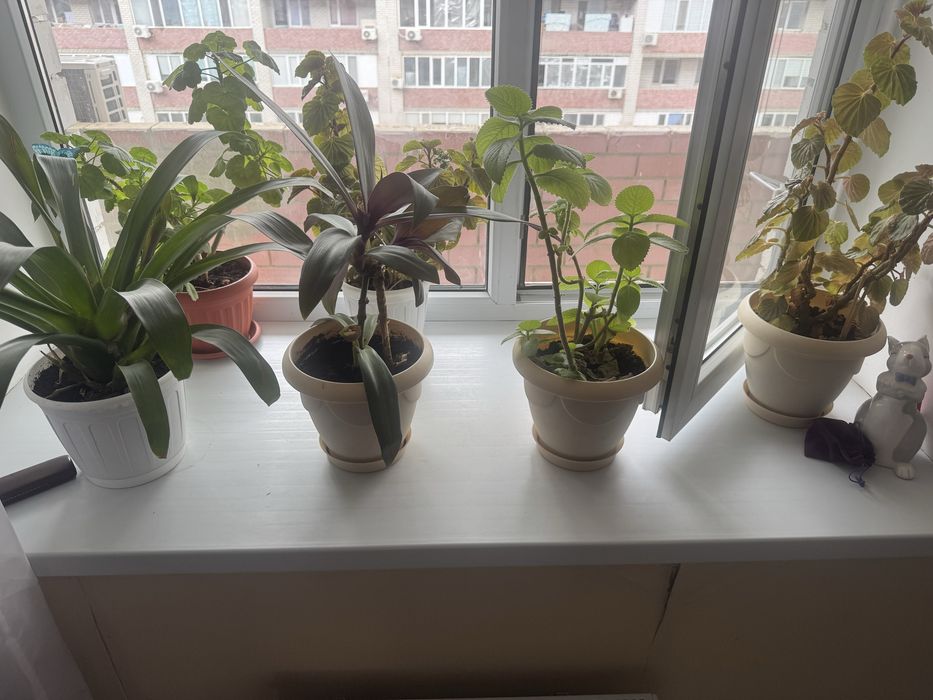 Продаю домашние цветы