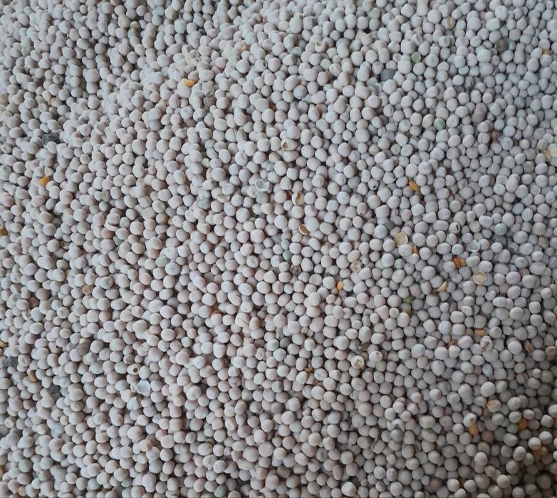 mazare boabe 2025 la 1.3 si porumb la 1.2 lei/hg