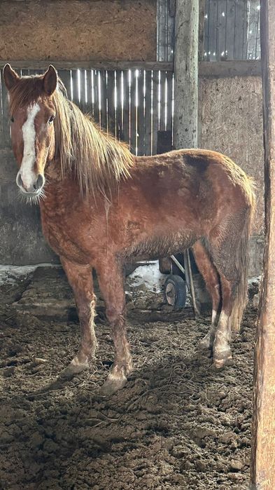 Полутяж айгыр сатылат