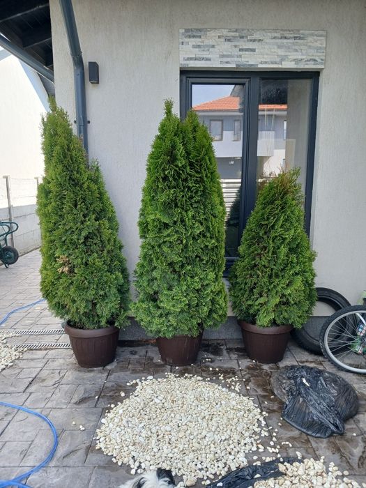 3 plante tuia de 2 metri