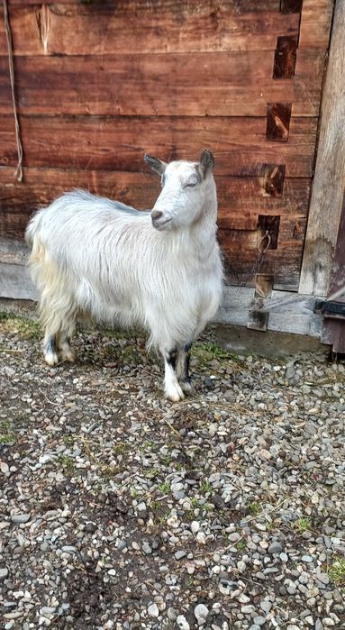 Vand capra de trei ani