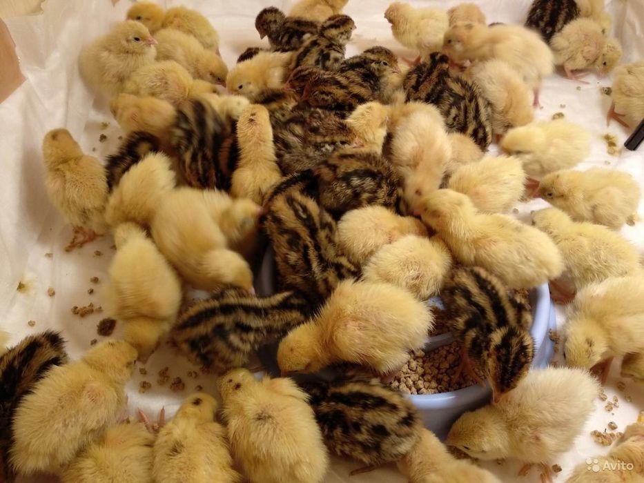 Крепкие перепелята.