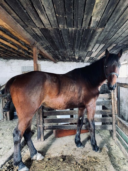 Продам жеребца ездового