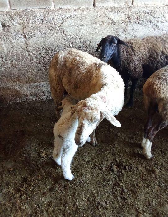 Қозылы қои сатылады