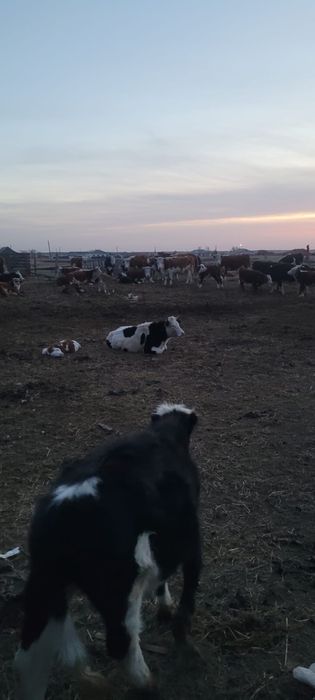 Продам КХ рассмотрю все предоожения