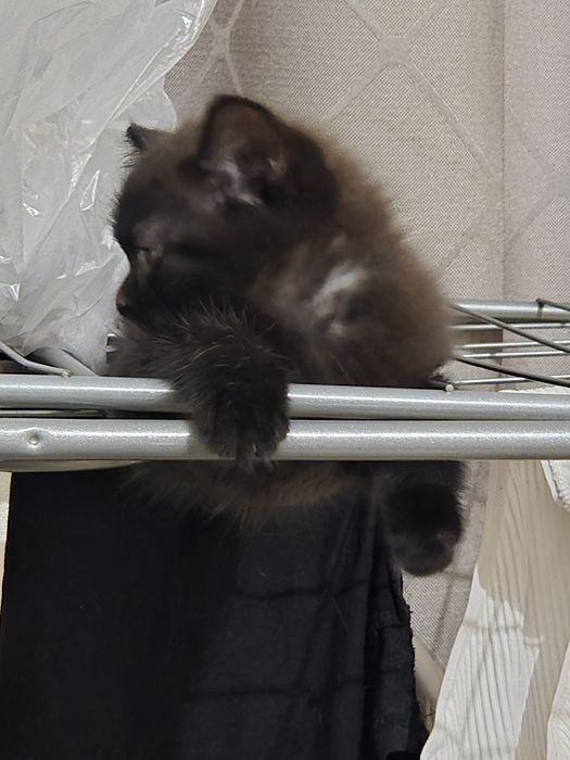 Срочно продам котёнка!!!