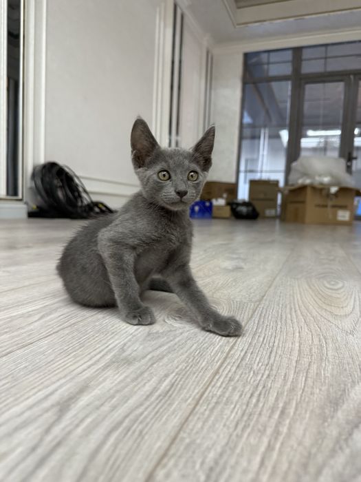 Котенок в добрые руки