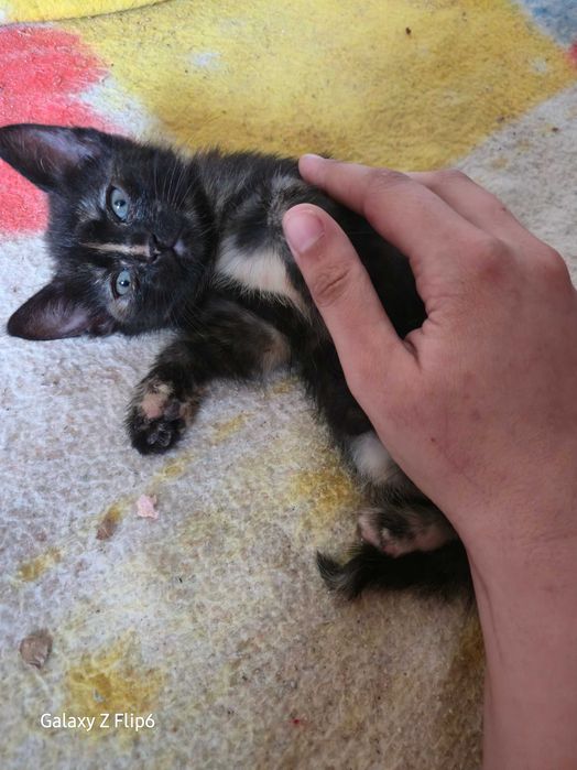 Осиротели котенца