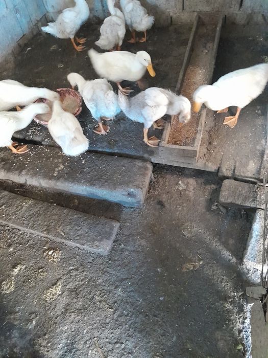 Продам утак ,гусят утят