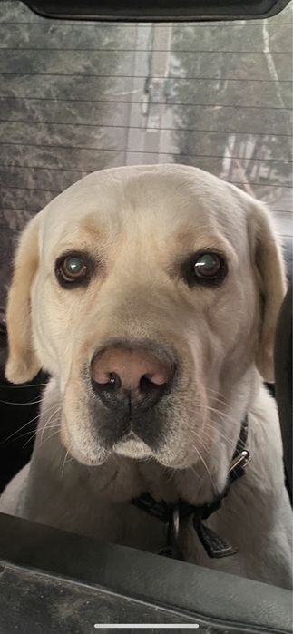 Вязка Лабрадора