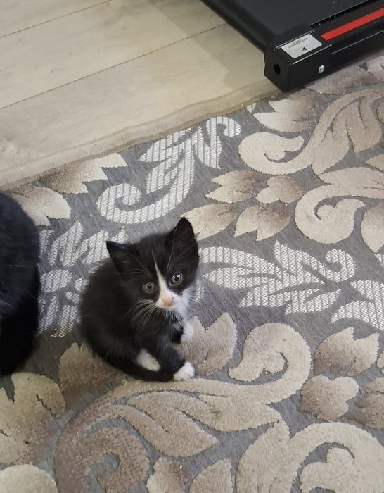 Отдам котят 2 месяца