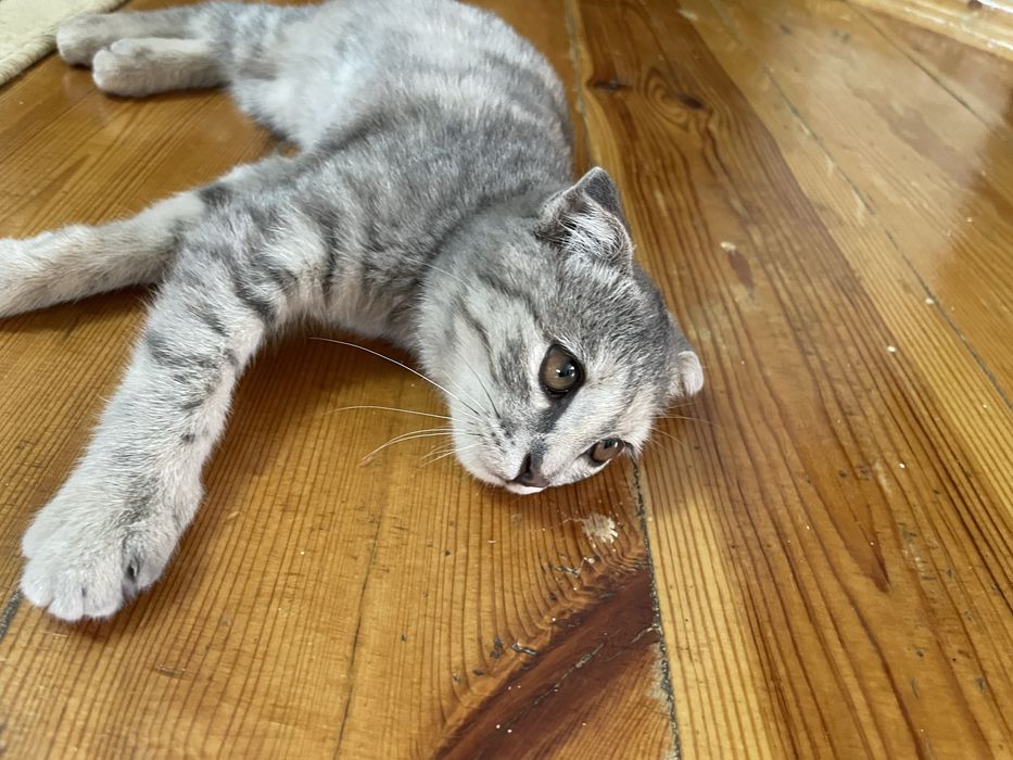 Шотландский вислоухий котенок