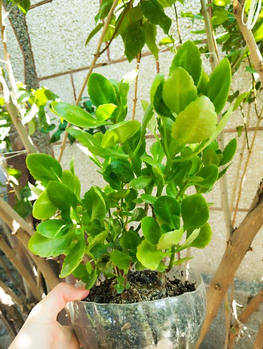 Продам/обменяю комнатные цветы