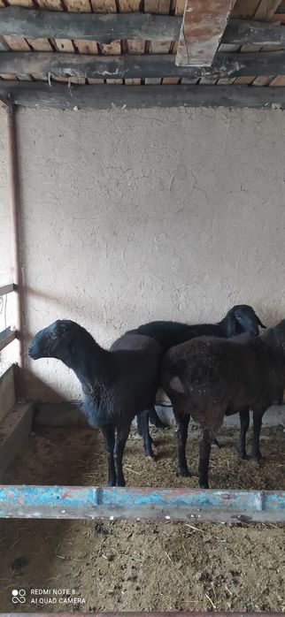 Qochqorla sotaman 3ta