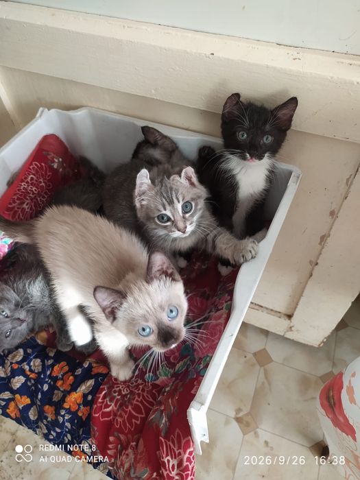 отдам котят в добрые руки